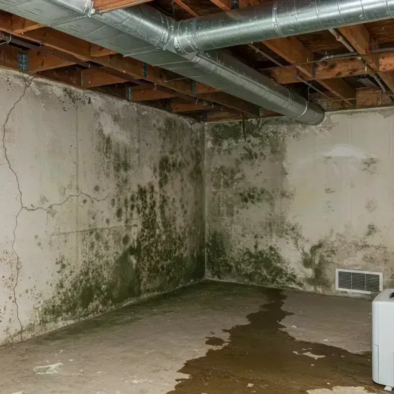 Professional Mold Removal in Prince Frederick, MD